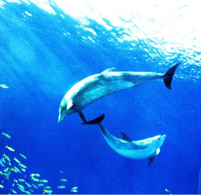 自然のイルカが泳ぐ姿は癒しそのもの。イルカウォッチングは身近な非日常体験。