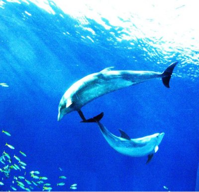 自然のイルカが泳ぐ姿は癒しそのもの イルカウォッチングは身近な非日常体験
